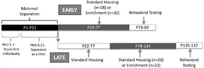 Effects of Environmental Enrichment in Maternally Separated Rats: Age and Sex-Specific Outcomes